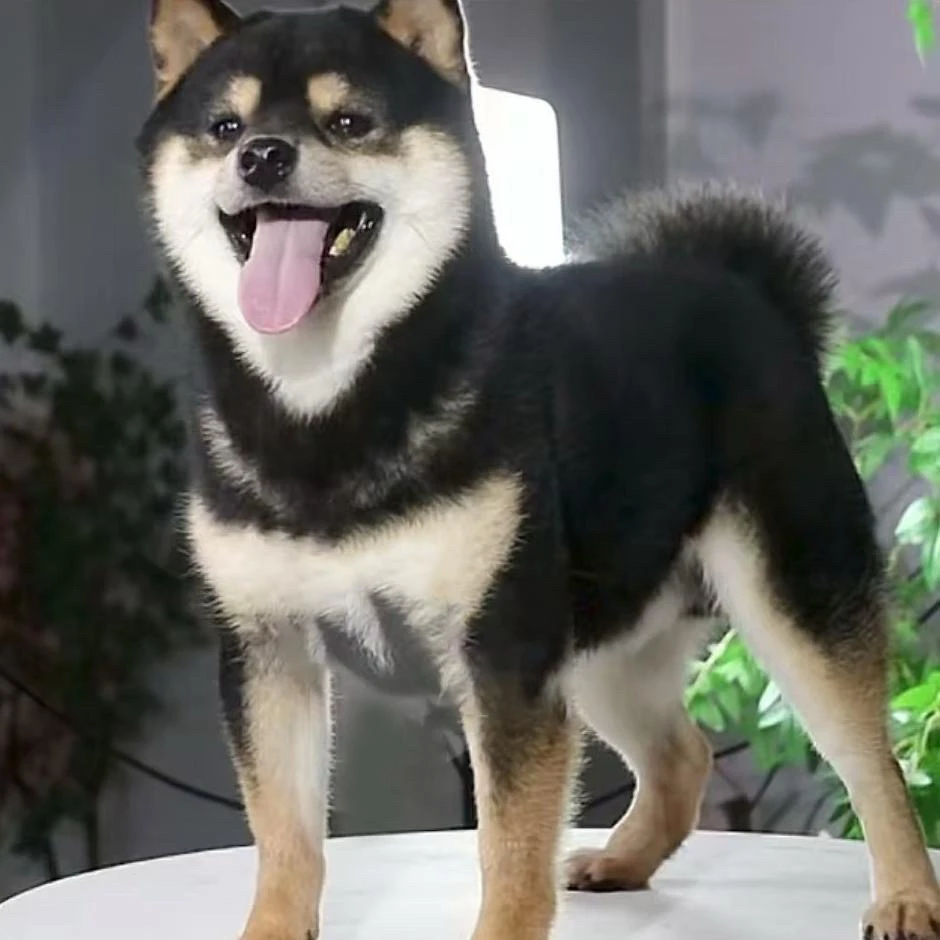 纯种柴犬幼犬赤柴黑柴白色豆柴宠物狗