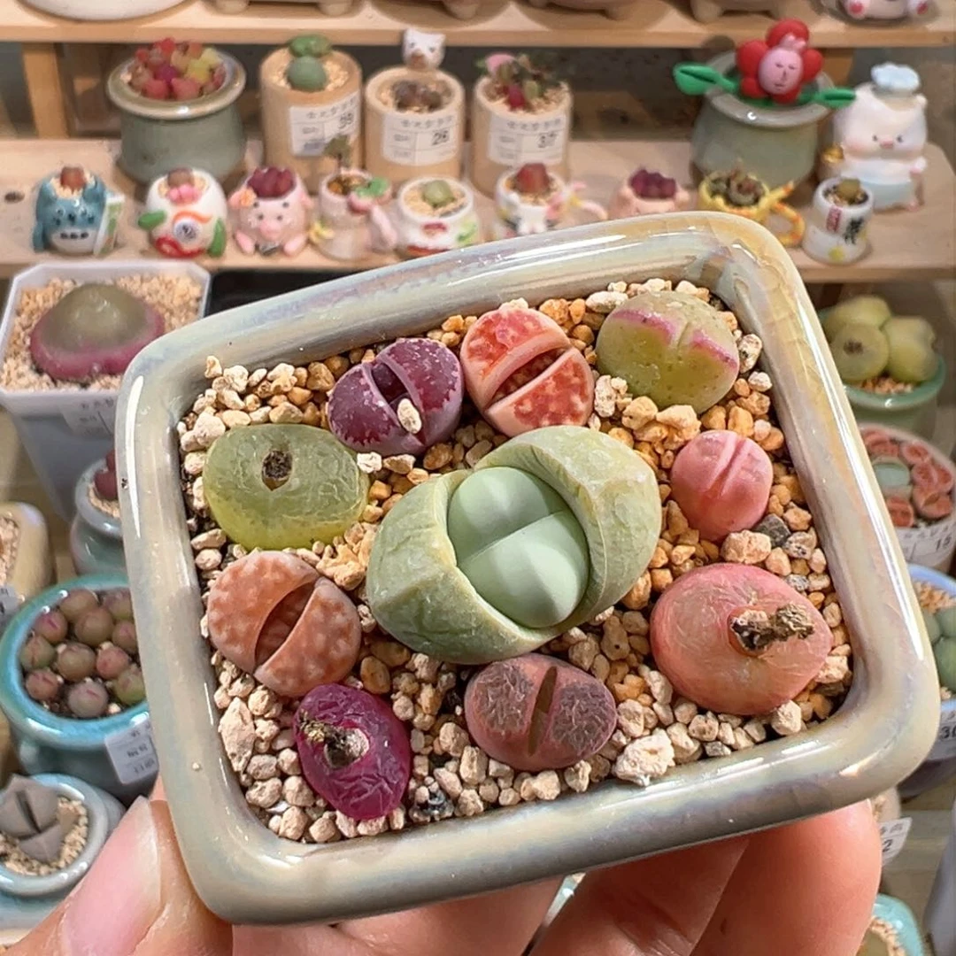 多肉植物53号彩色