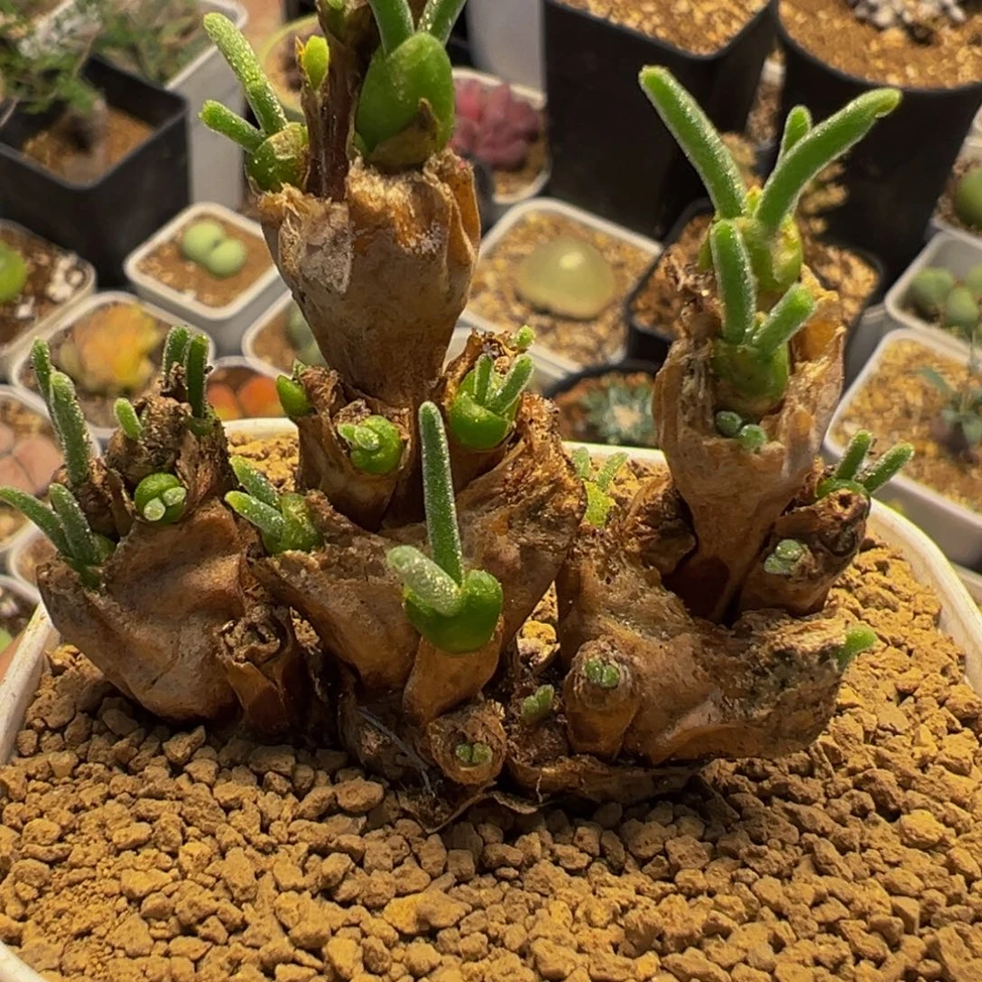 852多肉植物种类多样