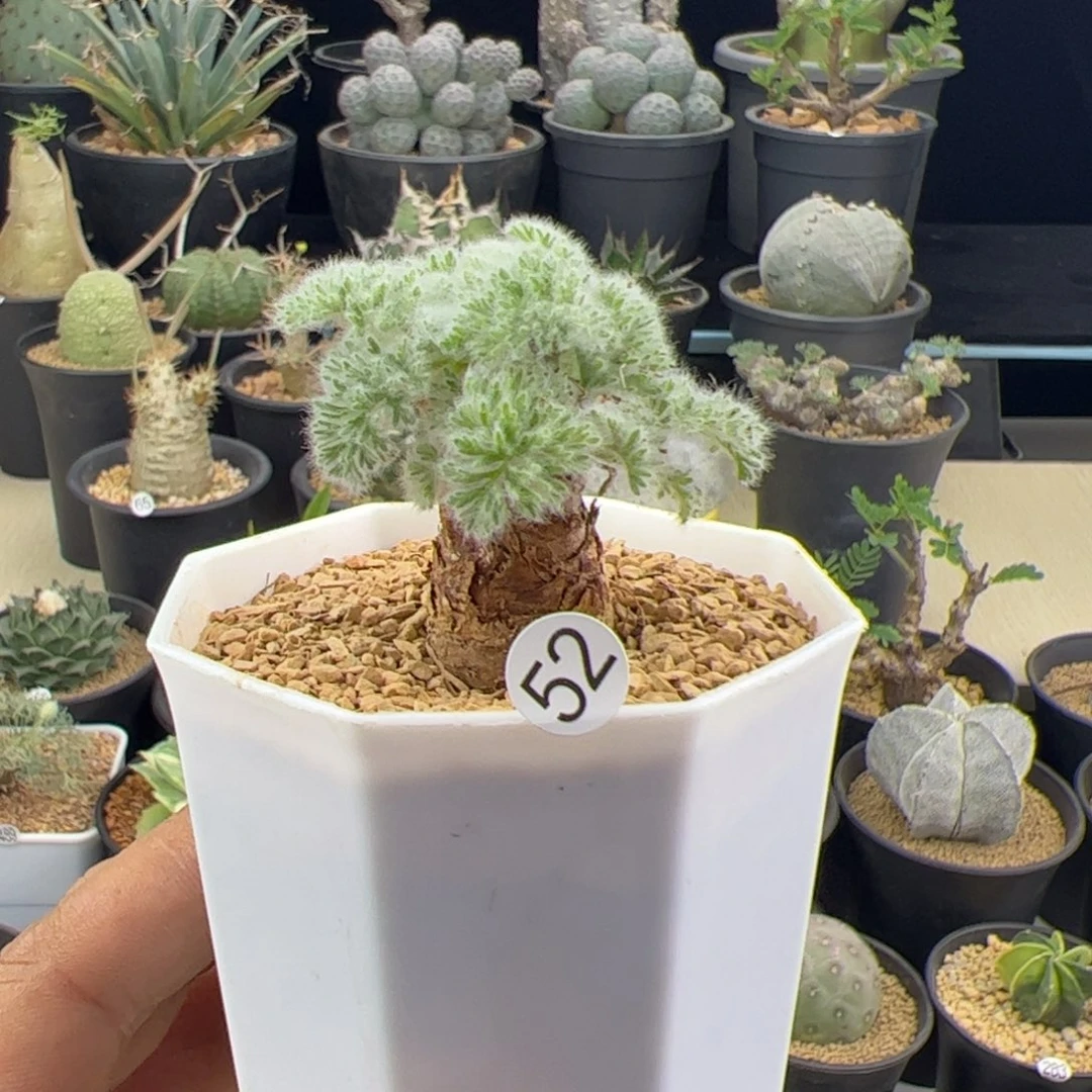 羽叶洋葵一物一拍