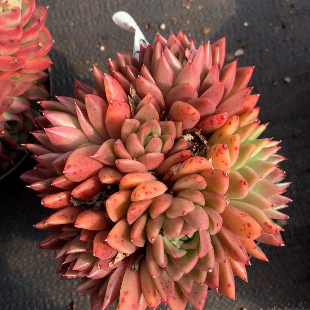 2975 杂交精品基地15厘米