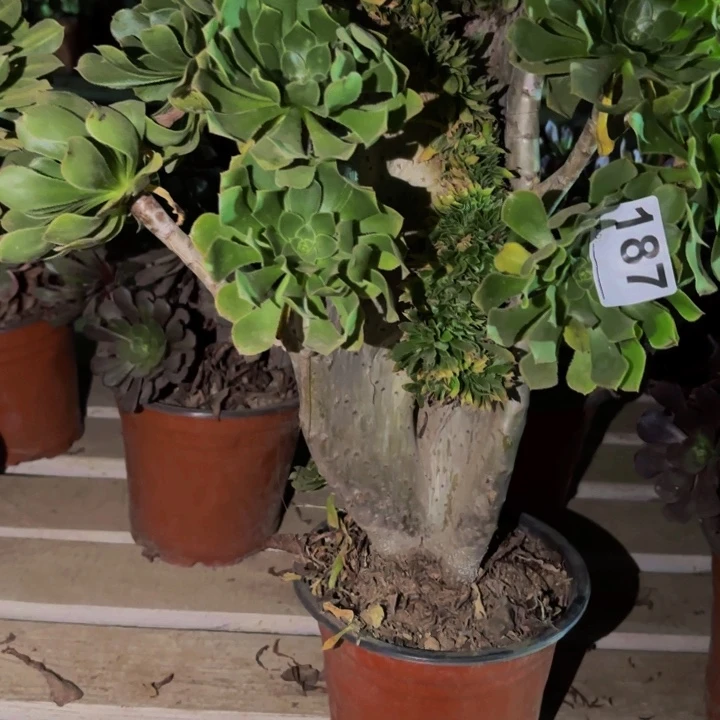 187达摩多肉植物不售后