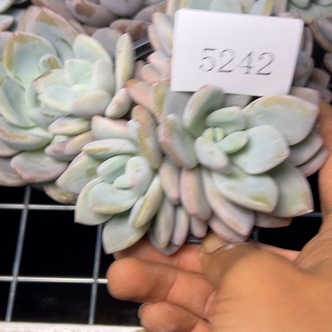 ?****e5242多肉多多多多