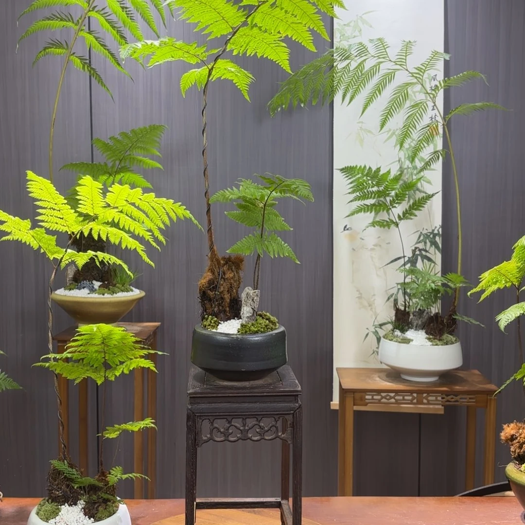 无花朵签**福蕨蕨蕨蕨蕨蕨蕨蕨蕨蕨