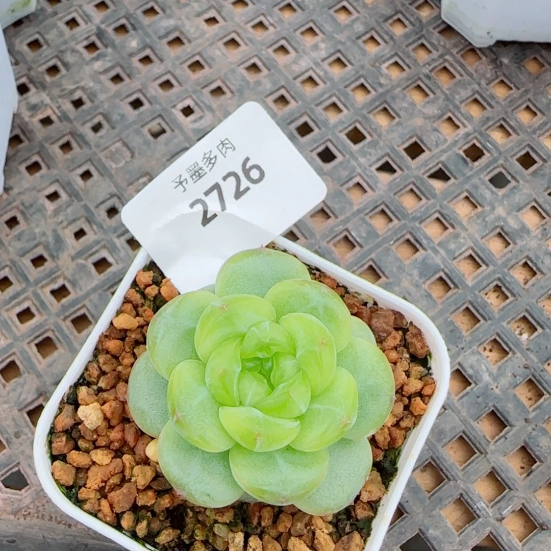 N***W一见倾心，2726多肉植物
