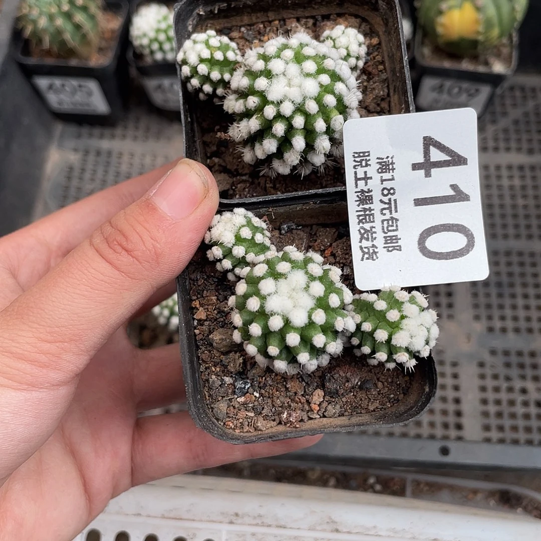 410明日香姬（满18元包邮）