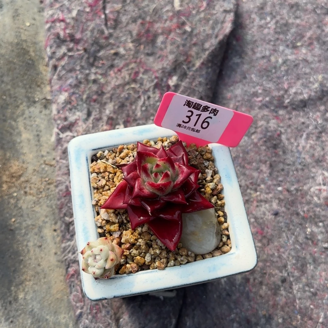 来多肉植物S P罗宾