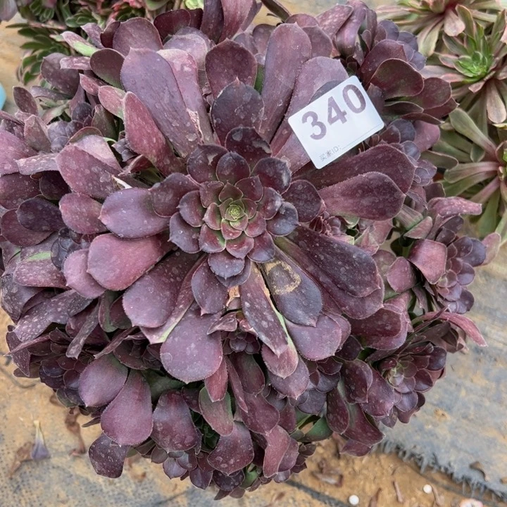 ?**?荷兰玫瑰多肉植物340