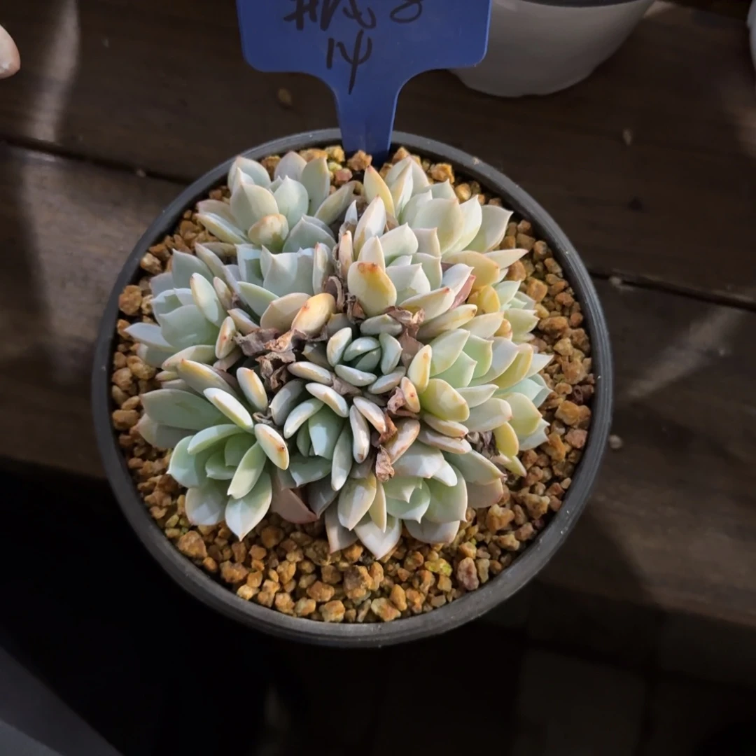 瓶***羽11111111111111111121