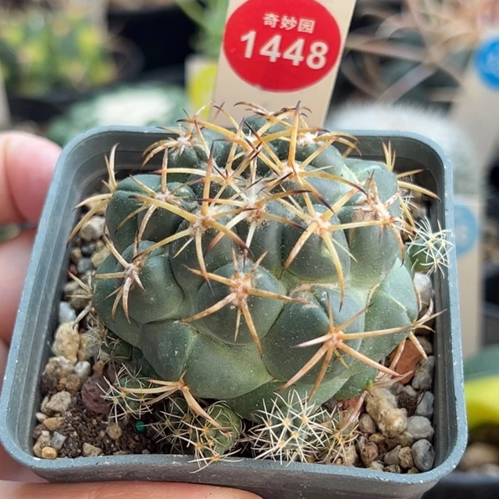 雪顶天司象牙群一棵仙人球