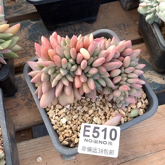 桃花源缀化510 退款拉黑需要延时发货