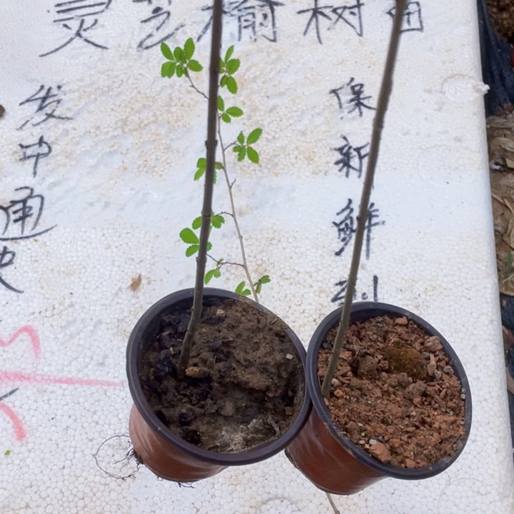健***歌无花朵附图片来源网络