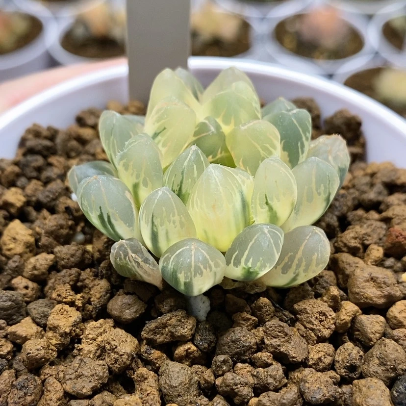 【闪购商品】87水晶实生