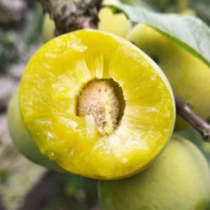 正宗贵州青脆李脱骨李老品种酥李新鲜应季甜脆酸脆多汁水果