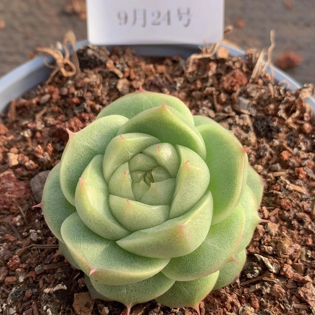 【闪购商品】云596号线
