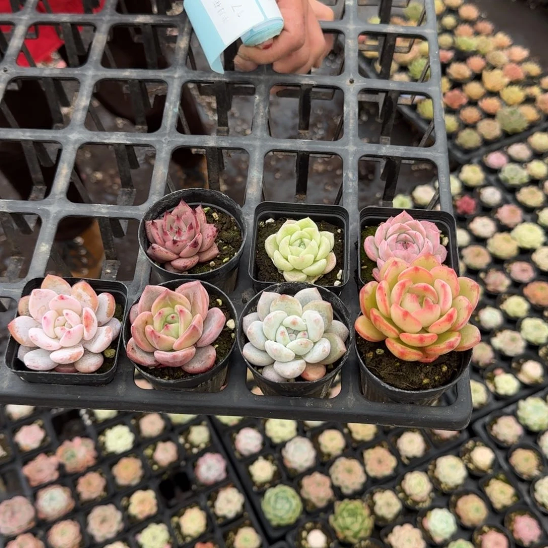 七颗杂交组合量拍17-80