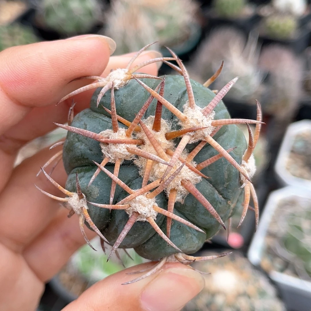 【闪购商品】花王冒根芽666