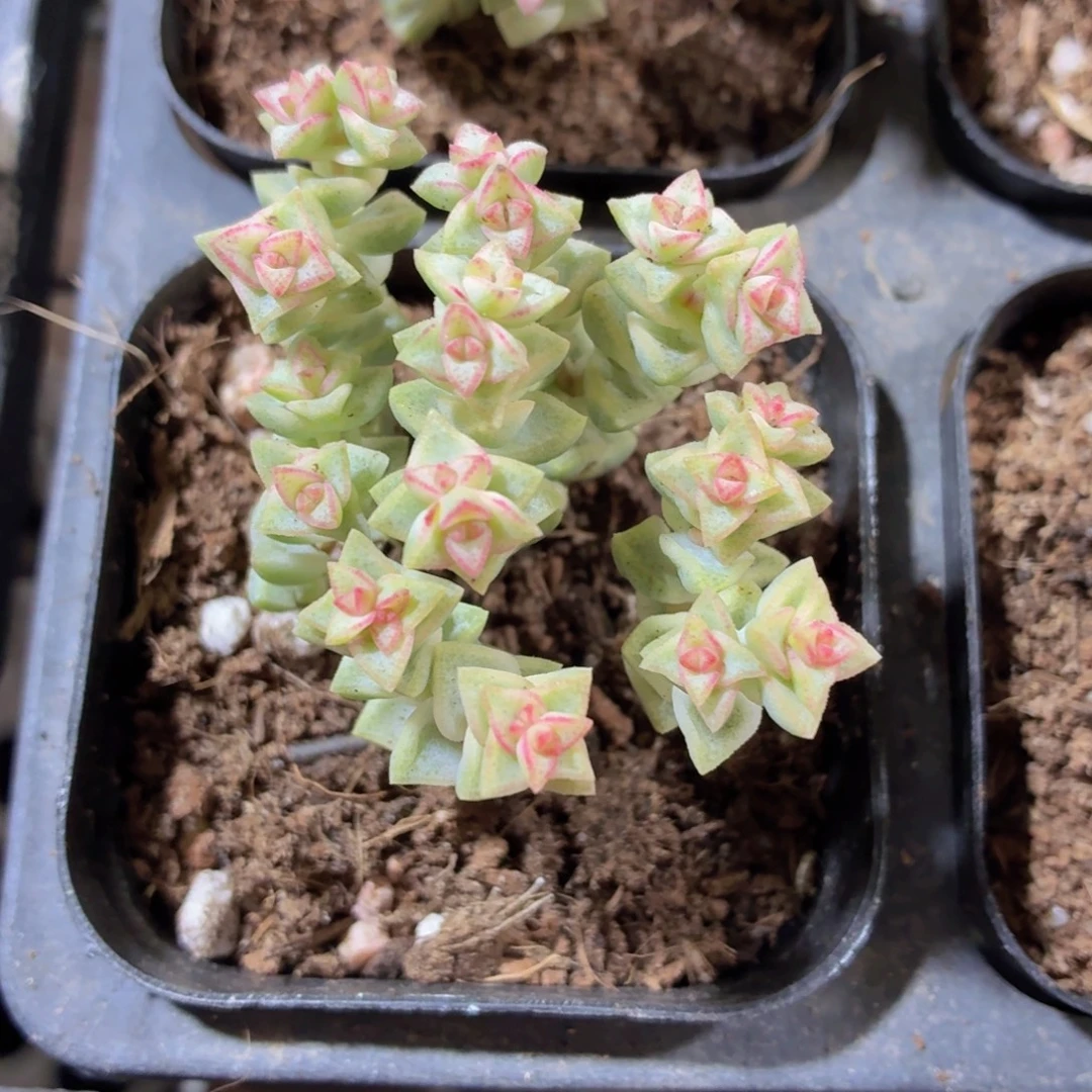 蜡笔小新多肉9.9包邮发货