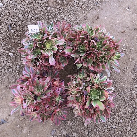 2.1-178女王多肉植物量