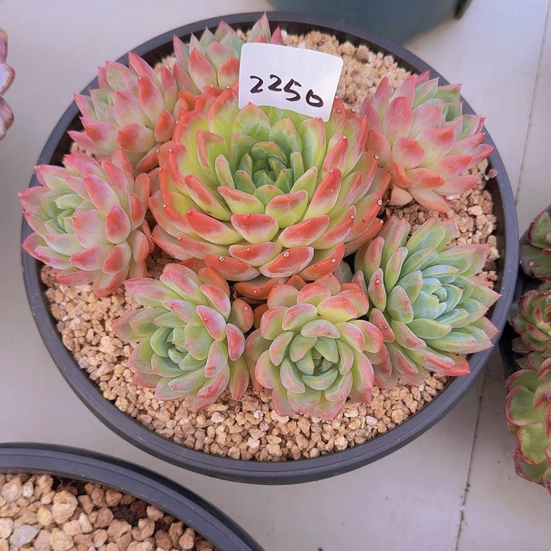 乳***沙2250杂交多肉植物
