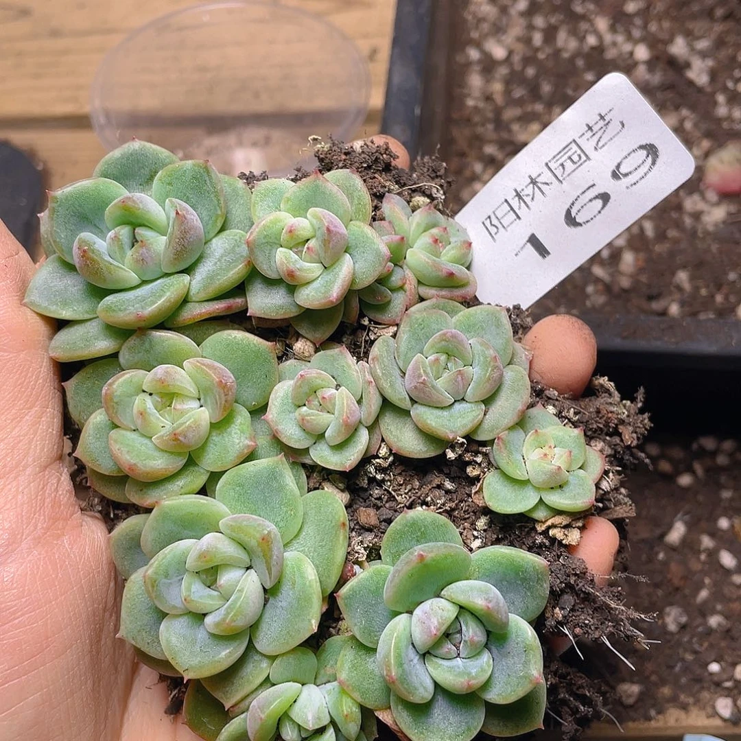 多肉植物多肉植物169
