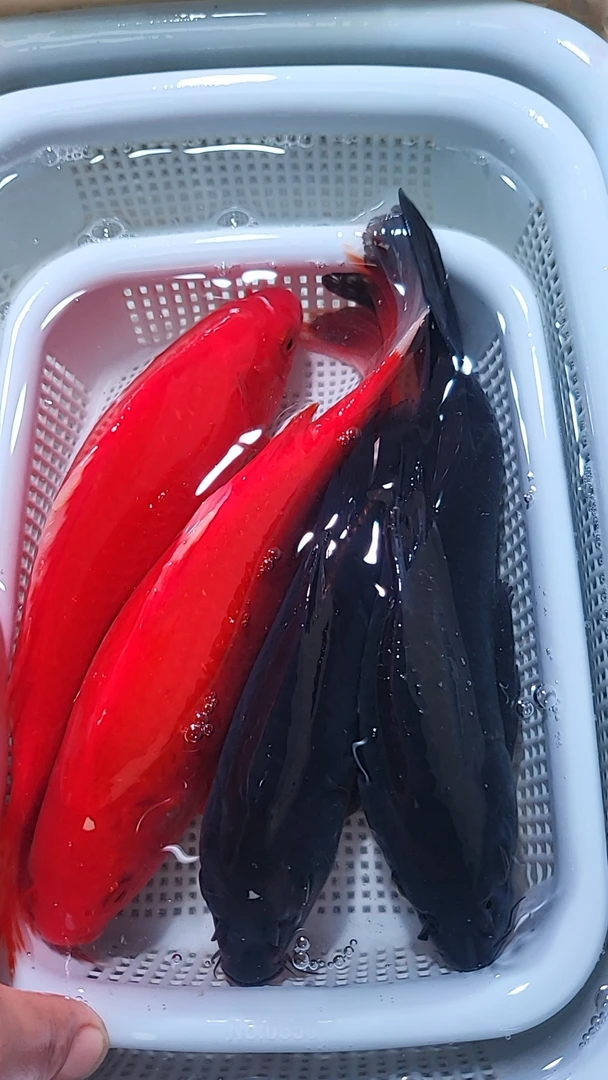 12 号【2黑金2红草金15-18公分】冷水观赏鱼 包邮