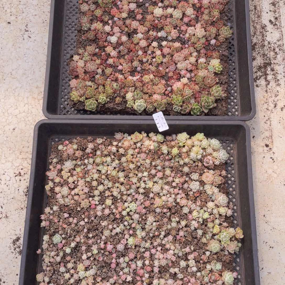 云糖心多肉植物111