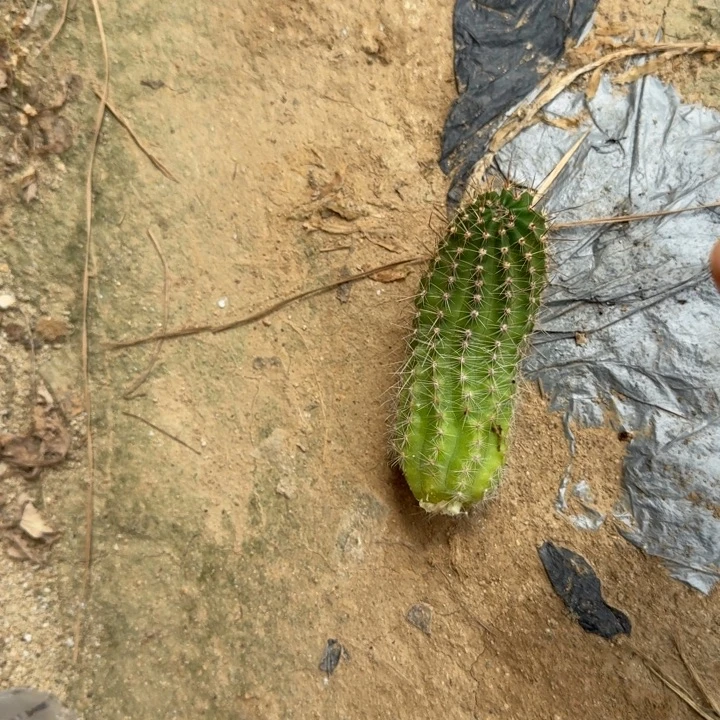矮胖白檀1022侧芽一个