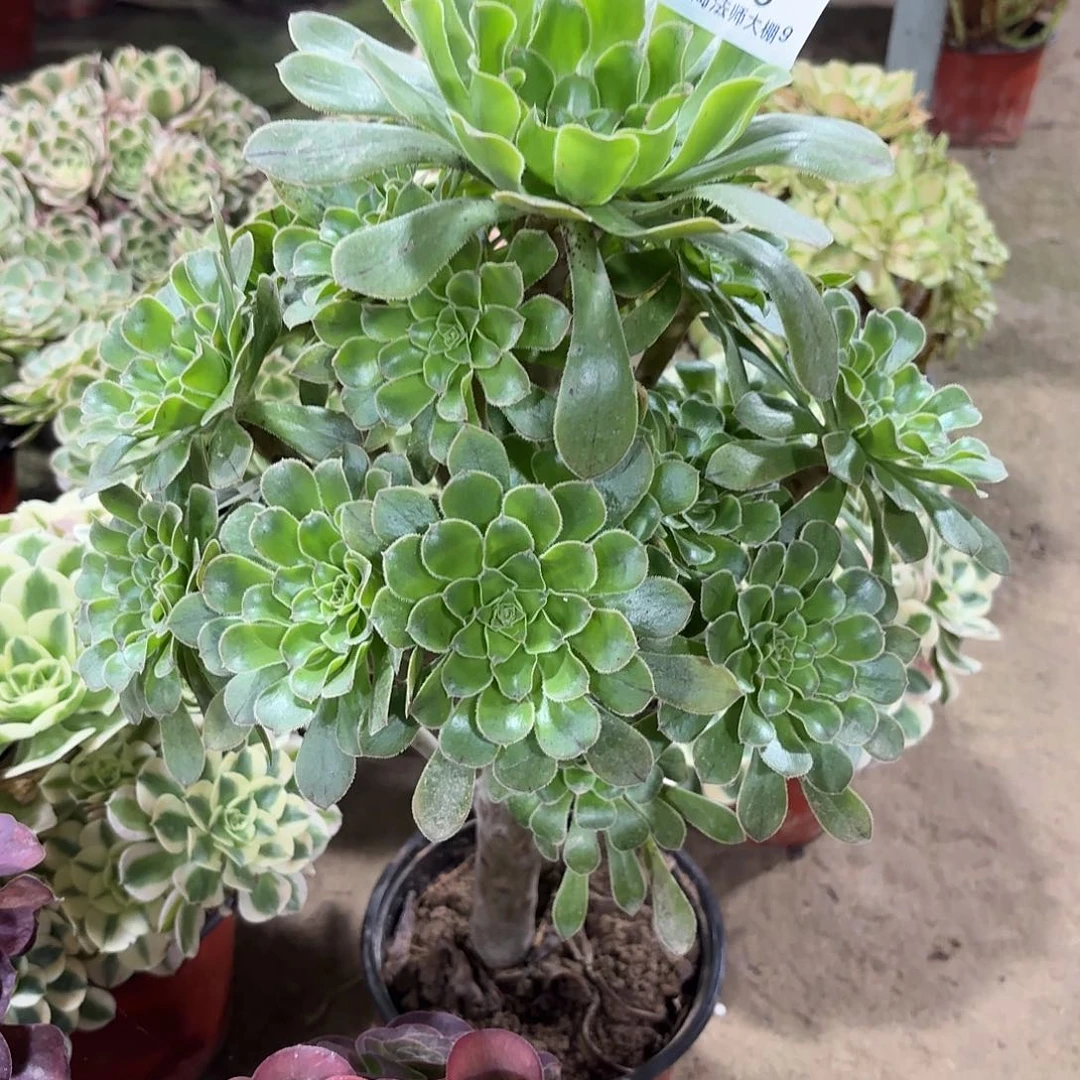 389原始绿法师多肉植物法师
