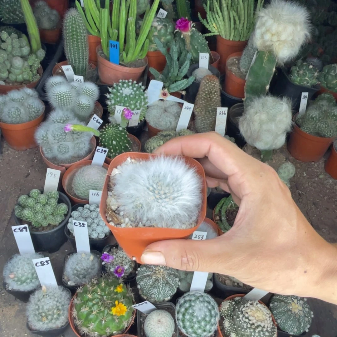 南***辞多肉植物仙人球开花