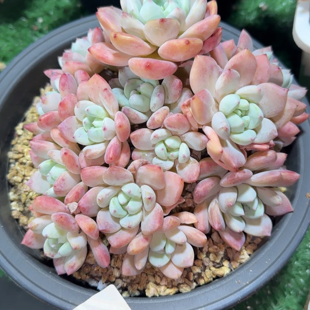 C283望舒老桩
