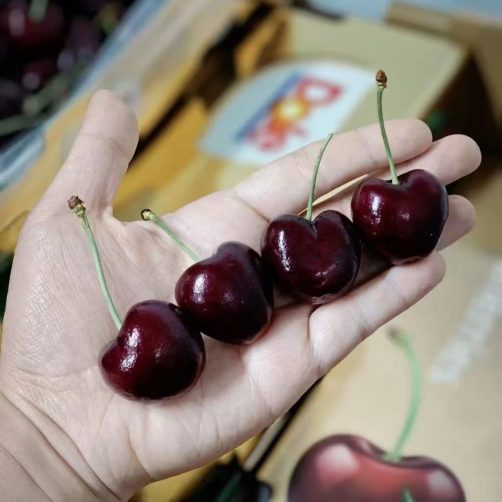 智利海运车厘子都乐小金条3JD桑提娜4斤净重内附果径卡桑提娜樱桃智利共和国