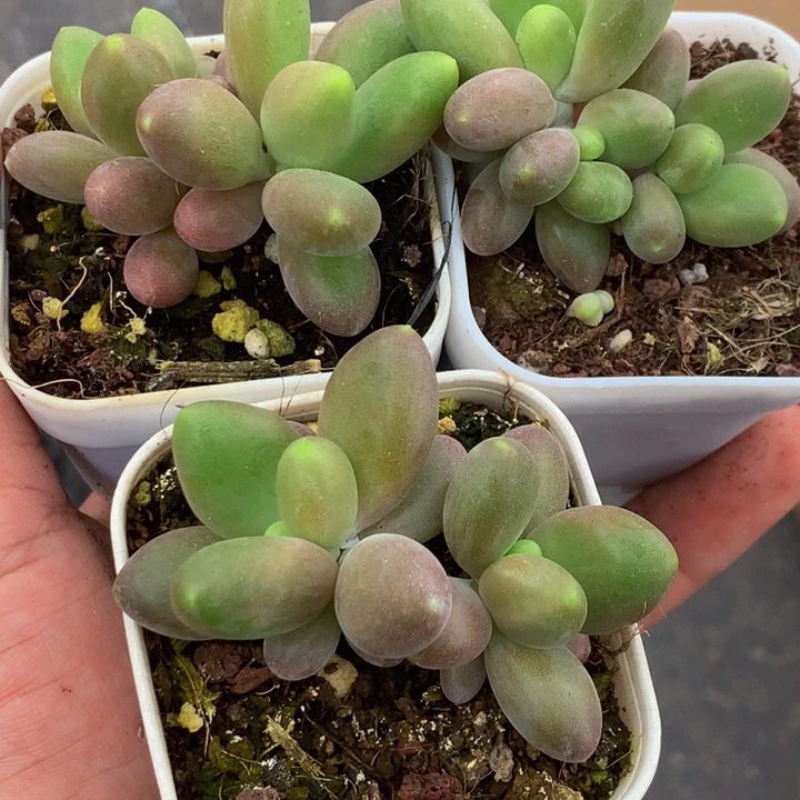 芒果双头2颗 （满9.99包邮不满9.99发叶子）