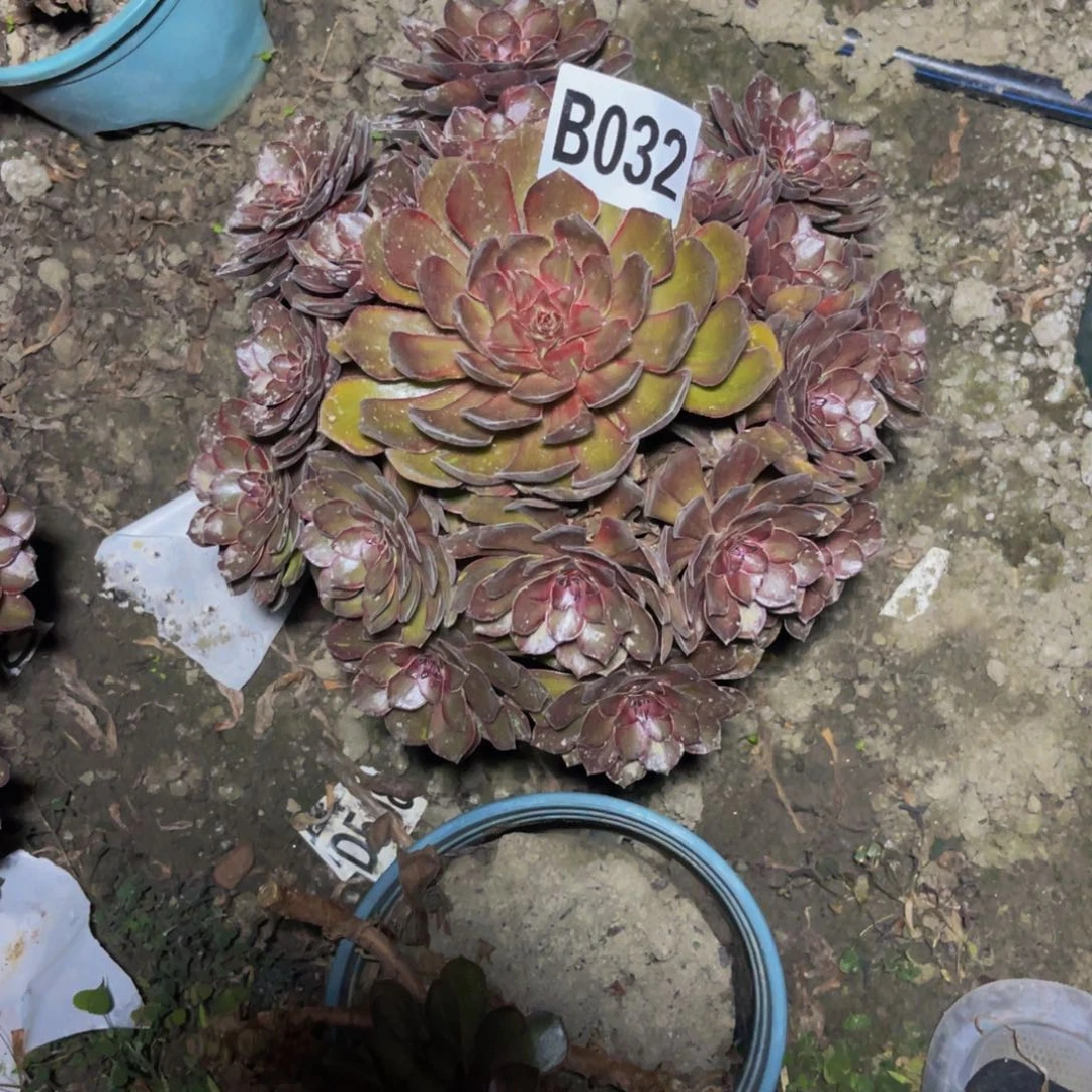 千面男爵28////47包邮