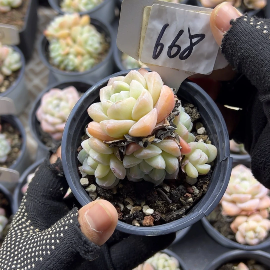 红陶?****668号多肉植物