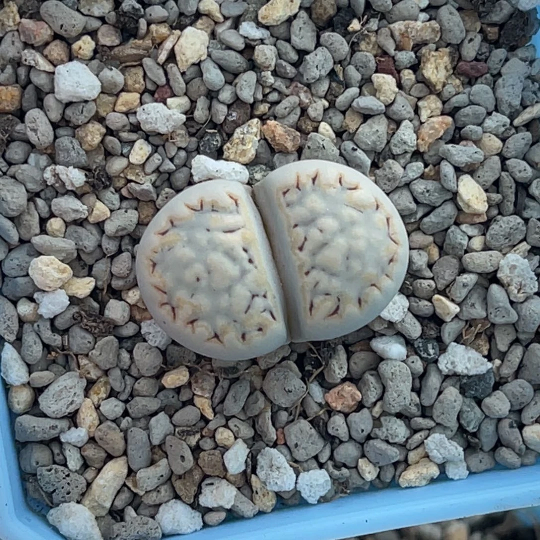 3799金边饼干一颗