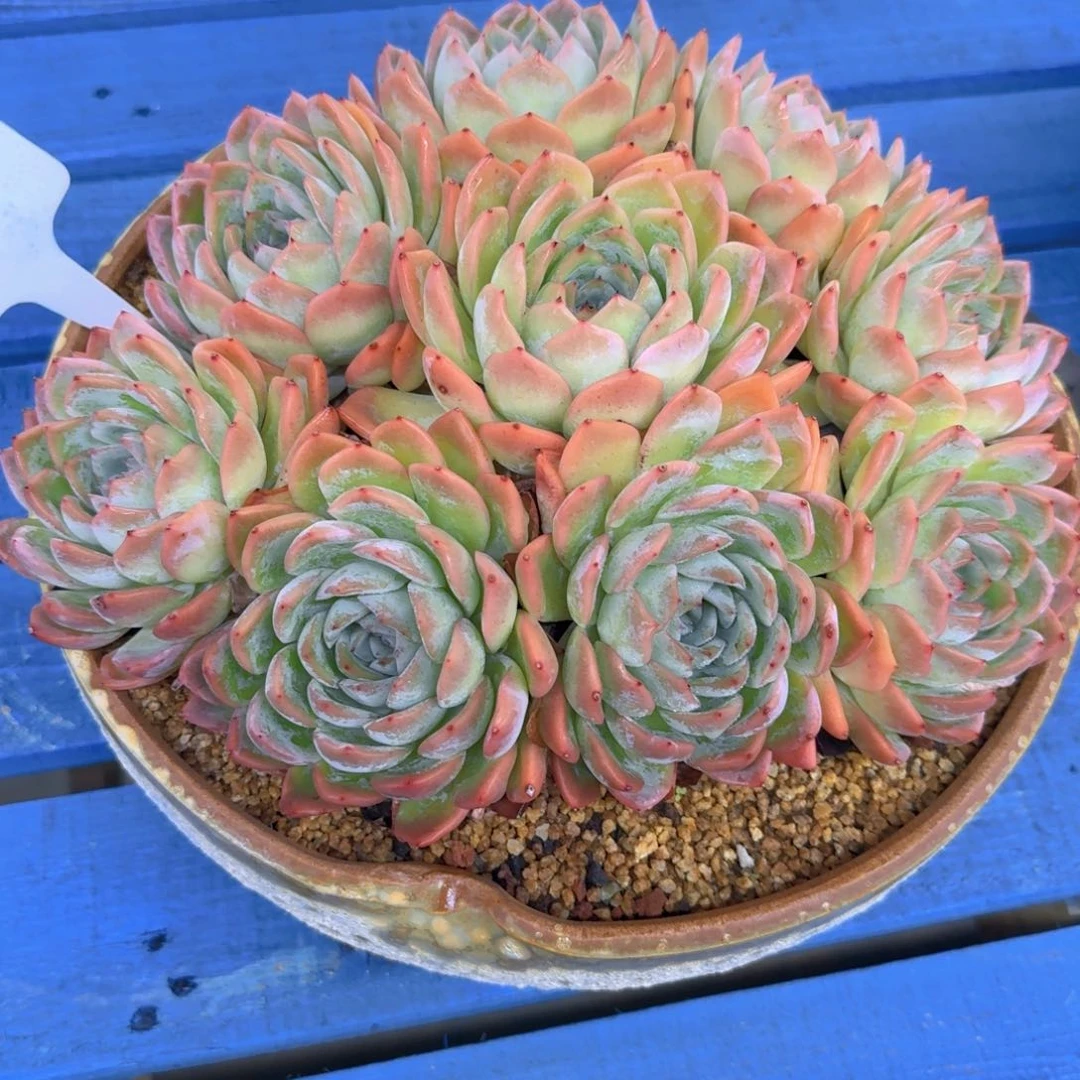 梦*&多肉植物不带盆寄养