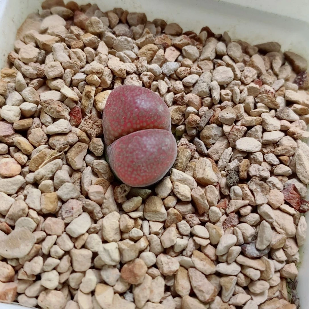 生石花花花花花花花花518