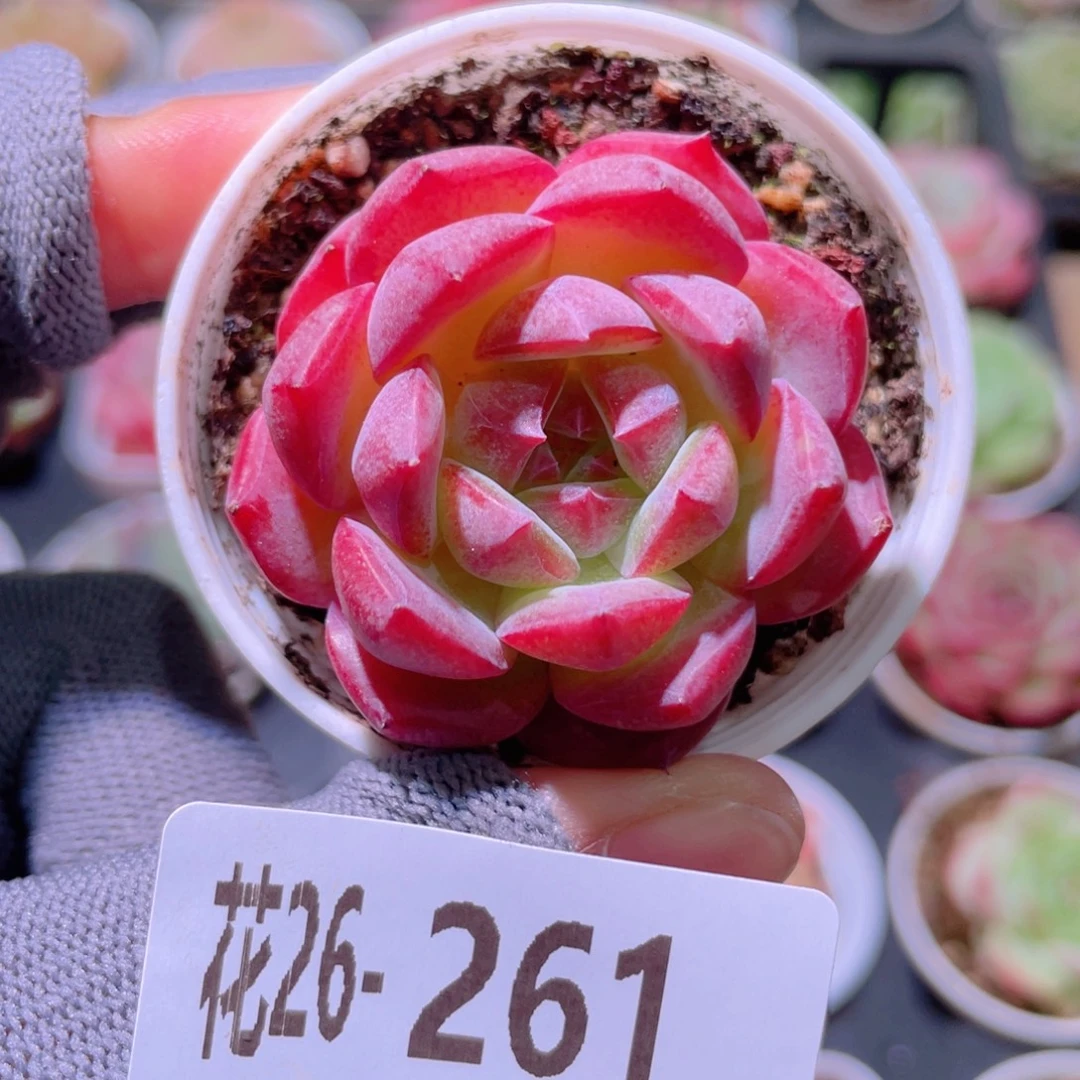 花利美26-261女王玫瑰