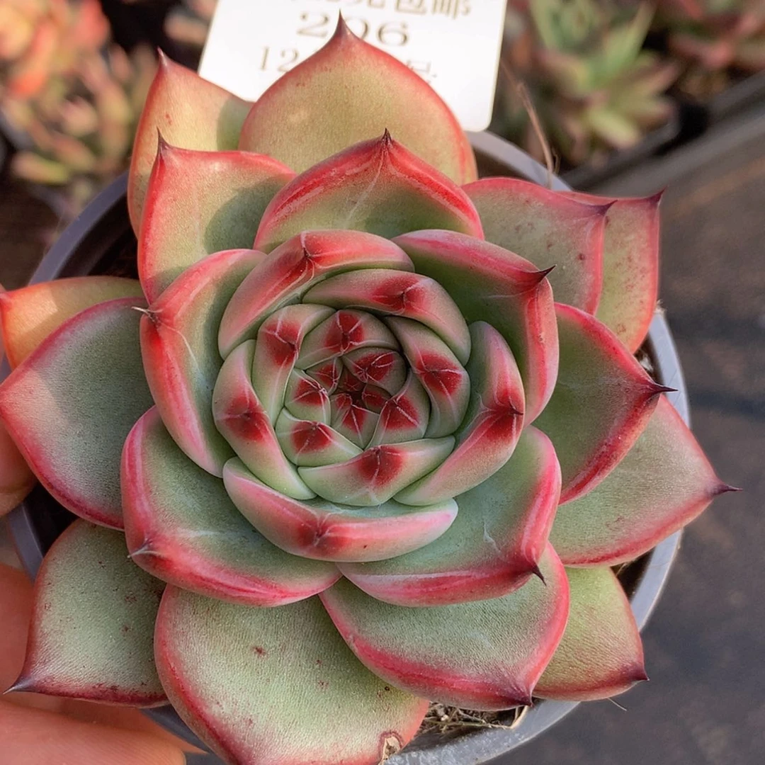 【闪购商品】云206