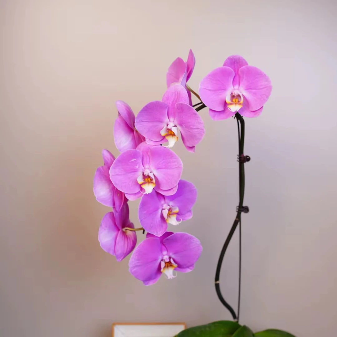 明兰花卉 蝴蝶兰【粉宝图】3.5寸 全花大花型开花株发货