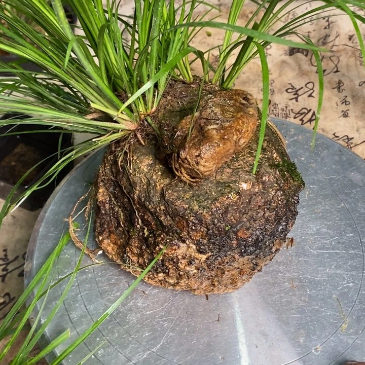 无花朵鱼**泳菖蒲在哪啊怎么不理啊