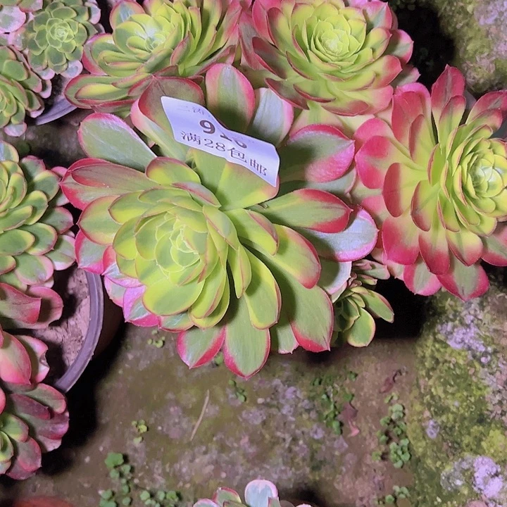 渡916奶白多肉植物