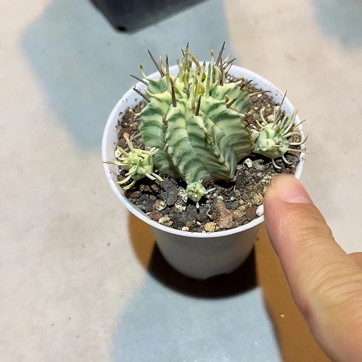 无花朵斑马锦仙人球