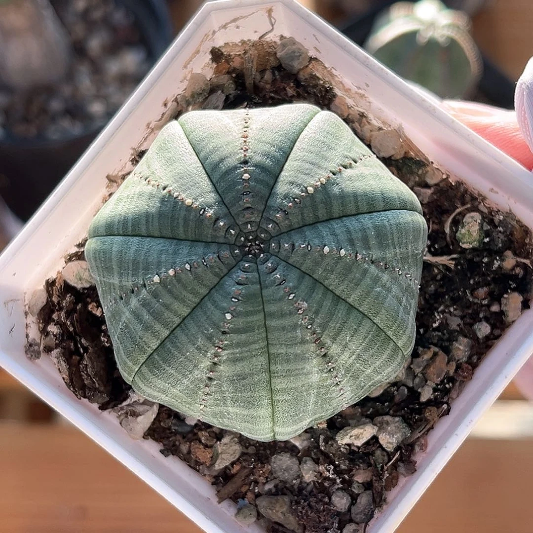 潮流植物白肌布纹球