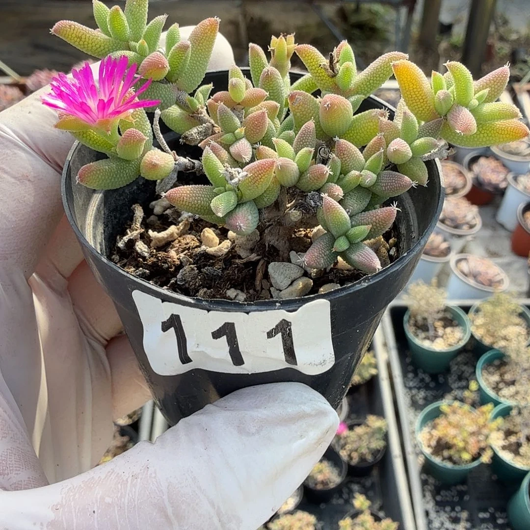 111枝干番杏玉米满20包邮