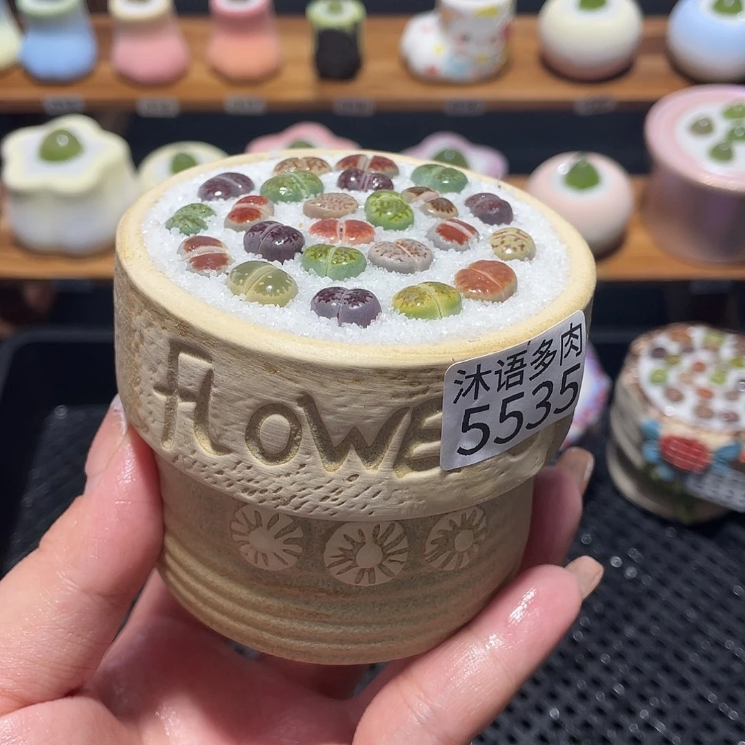 带盆土植物 一物一拍5535