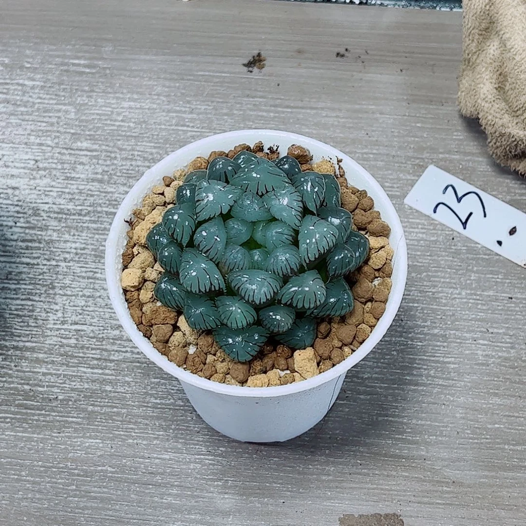 潘氏玉露一勿一拍