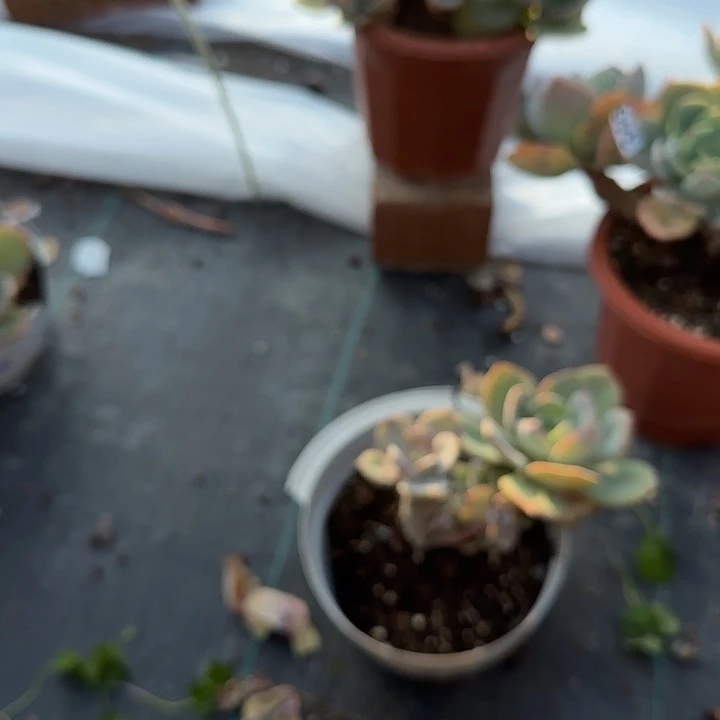 。**z346不售后白凤不售后脱土发货不退不换