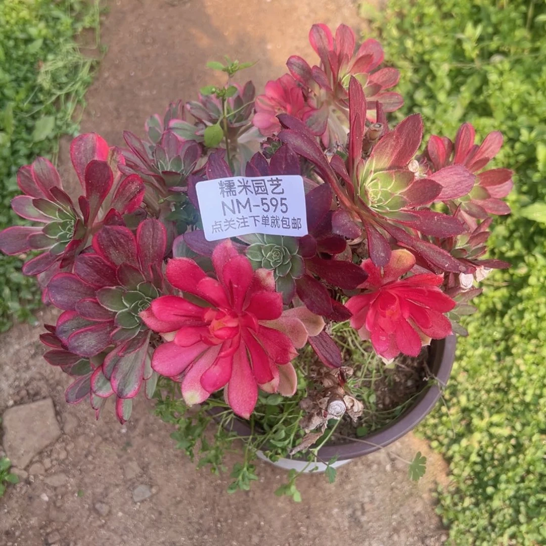 海王砍头母本桩多肉植物595